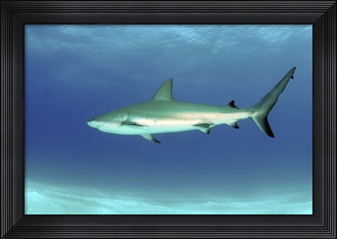Framed Caribbean reef shark, Nassau, The Bahamas Print