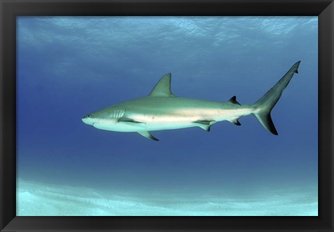 Framed Caribbean reef shark, Nassau, The Bahamas Print