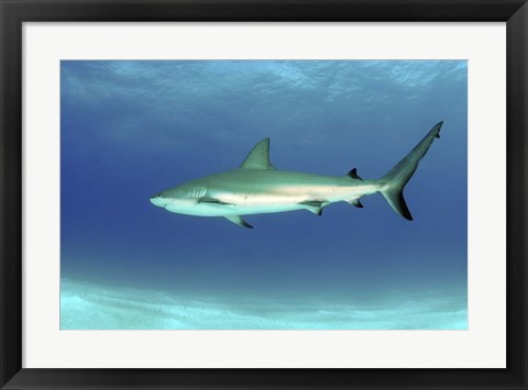 Framed Caribbean reef shark, Nassau, The Bahamas Print
