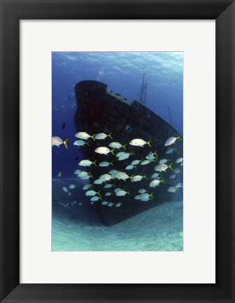 Framed School of horse-eye jack fish swmming by the Ray of Hope shipwreck Print