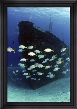 Framed School of horse-eye jack fish swmming by the Ray of Hope shipwreck Print
