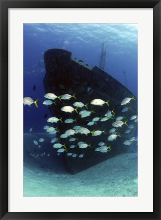 Framed School of horse-eye jack fish swmming by the Ray of Hope shipwreck Print