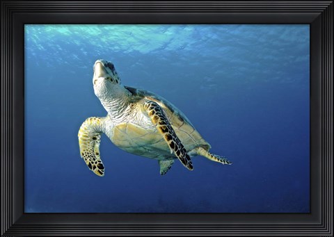 Framed Hawksbill sea turtle ascending, Nassau, The Bahamas Print