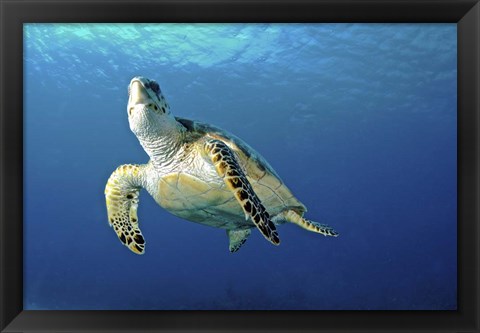 Framed Hawksbill sea turtle ascending, Nassau, The Bahamas Print