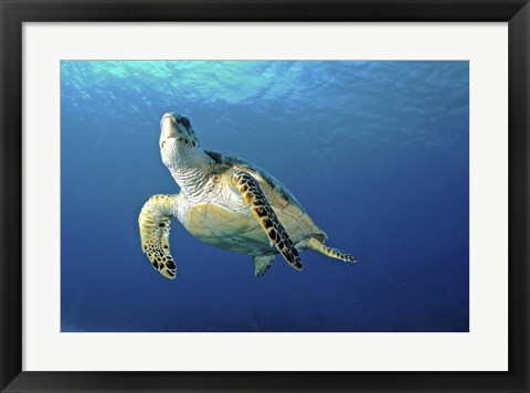 Framed Hawksbill sea turtle ascending, Nassau, The Bahamas Print