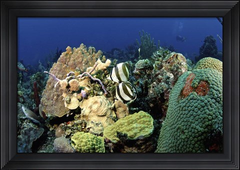 Framed Pair of banded butterflyfish roaming the reef, Nassau, The Bahamas Print