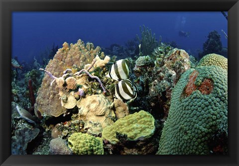 Framed Pair of banded butterflyfish roaming the reef, Nassau, The Bahamas Print