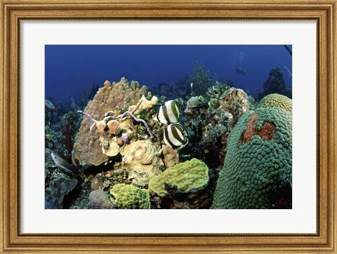 Framed Pair of banded butterflyfish roaming the reef, Nassau, The Bahamas Print