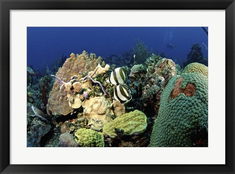 Framed Pair of banded butterflyfish roaming the reef, Nassau, The Bahamas Print