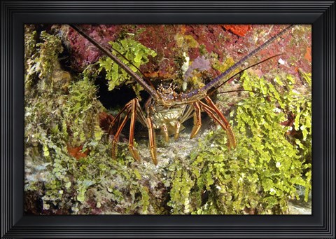 Framed Spiny lobster hiding in the reef, Nassau, The Bahamas Print