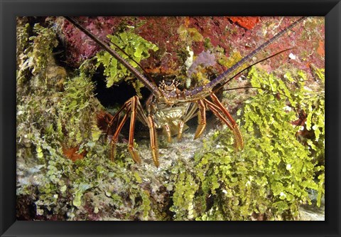 Framed Spiny lobster hiding in the reef, Nassau, The Bahamas Print