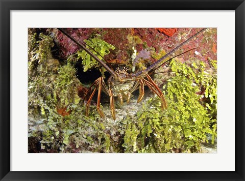 Framed Spiny lobster hiding in the reef, Nassau, The Bahamas Print