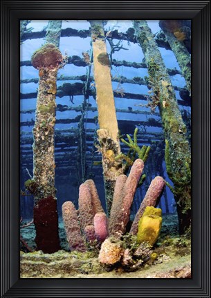 Framed Tube sponges on the Wreck of the Willaurie, Nassau, The Bahamas Print