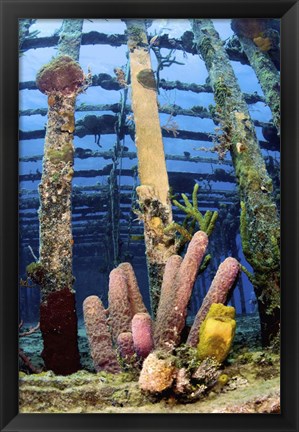 Framed Tube sponges on the Wreck of the Willaurie, Nassau, The Bahamas Print