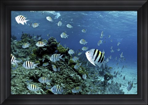 Framed School of sergeant major fish, Nassau, The Bahamas Print
