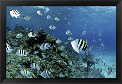 Framed School of sergeant major fish, Nassau, The Bahamas Print