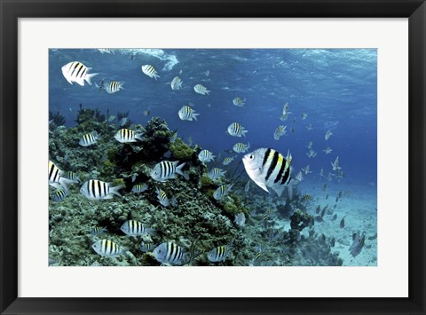 Framed School of sergeant major fish, Nassau, The Bahamas Print