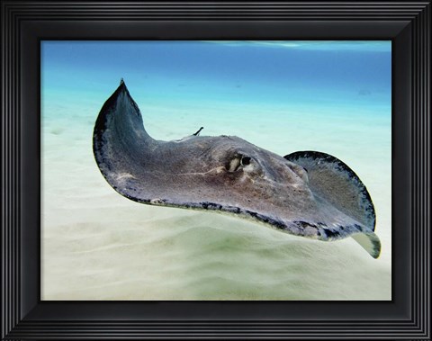 Framed Female Southern Atlantic Stingray, Grand Cayman Print
