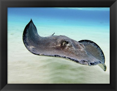 Framed Female Southern Atlantic Stingray, Grand Cayman Print