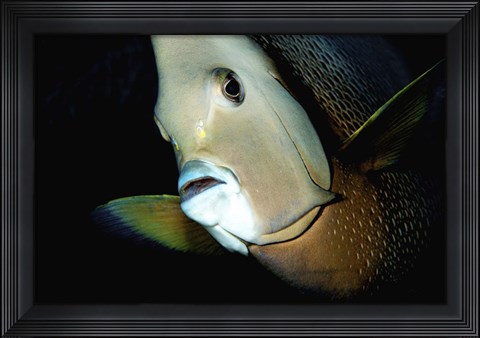 Framed Close-up view of a Gray Angelfish, Grand Cayman Print