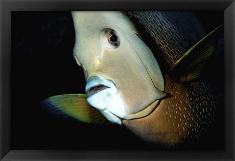 Framed Close-up view of a Gray Angelfish, Grand Cayman Print