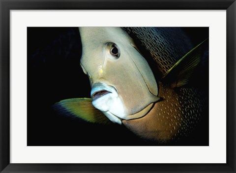 Framed Close-up view of a Gray Angelfish, Grand Cayman Print