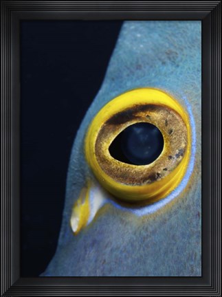 Framed Close-up view of a French Angelfish eye Print