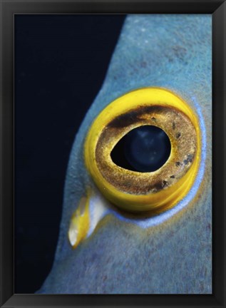 Framed Close-up view of a French Angelfish eye Print