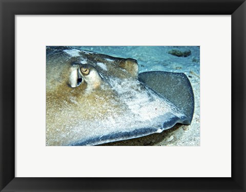 Framed Close-up view of a Female Southern Atlantic Stingray Print