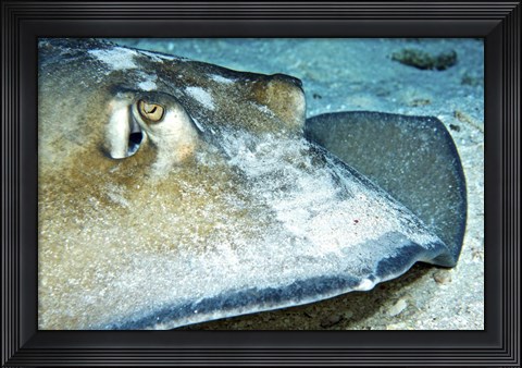 Framed Close-up view of a Female Southern Atlantic Stingray Print