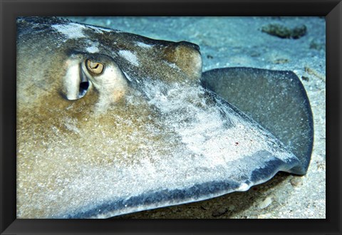 Framed Close-up view of a Female Southern Atlantic Stingray Print