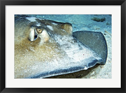 Framed Close-up view of a Female Southern Atlantic Stingray Print