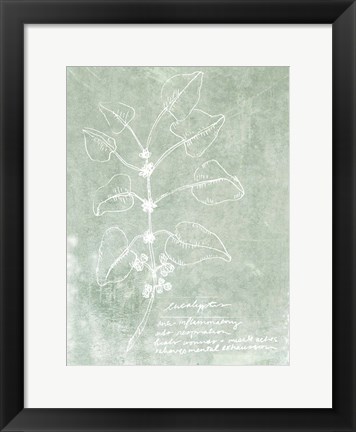 Framed Essential Botanicals I Print