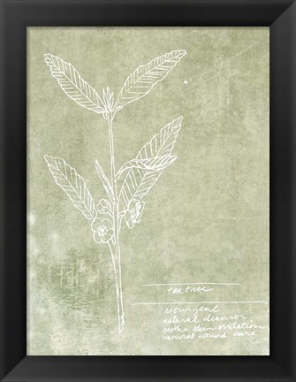 Framed Essential Botanicals IV Print