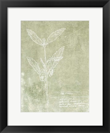 Framed Essential Botanicals IV Print