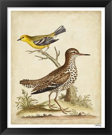 Framed Antique Bird Menagerie I Print