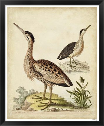 Framed Antique Bird Menagerie III Print