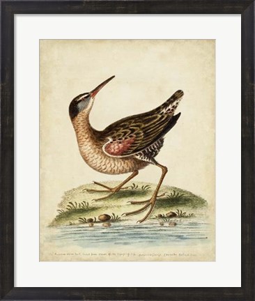 Framed Antique Bird Menagerie IV Print