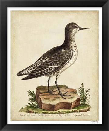 Framed Antique Bird Menagerie V Print
