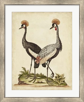 Framed Antique Bird Menagerie VII Print
