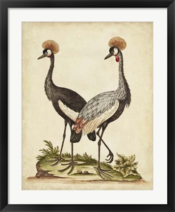 Framed Antique Bird Menagerie VII Print