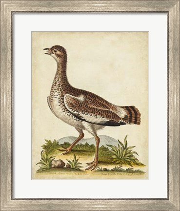 Framed Antique Bird Menagerie X Print