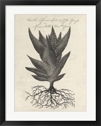 Framed Thornton Succulents I Print