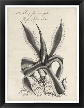 Framed Thornton Succulents III Print