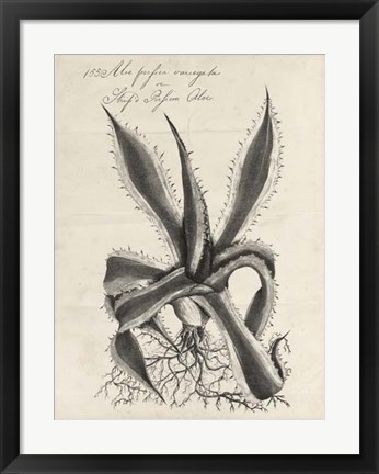 Framed Thornton Succulents III Print