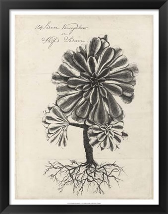 Framed Thornton Succulents IV Print