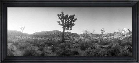 Framed Joshua trees in a desert at sunrise, Joshua Tree National Park,California Print