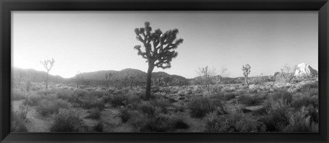 Framed Joshua trees in a desert at sunrise, Joshua Tree National Park,California Print