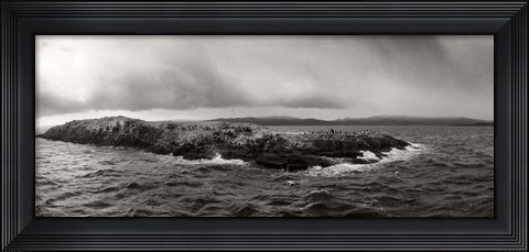 Framed Island of arctic birds and sea lions, Beagle Channel, Patagonia, Argentina Print