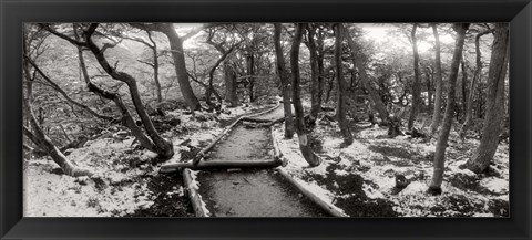 Framed View of a trail through the trees of Tierra del Fuego National Park, Patagonia, Argentina Print